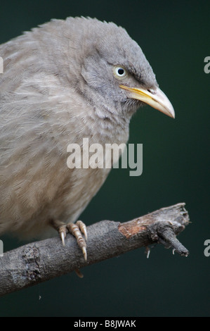 Un ritratto della giungla Babbler Turdoides striatus Foto Stock