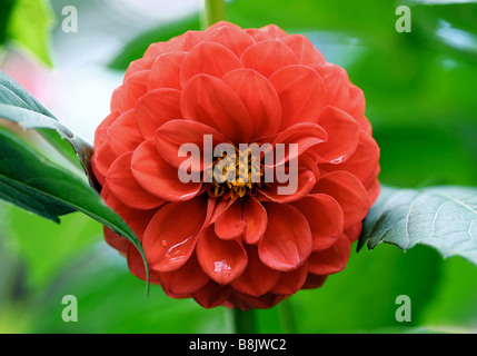Dalia Foto Stock