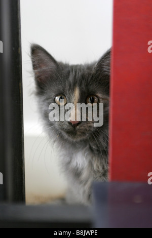 Il Pet cat a nascondere e guardare la fotocamera Foto Stock