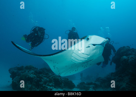 Giant manta ray e i sommozzatori nuoto insieme sulla barriera corallina testate su un oceano di sabbia sul fondo con acqua blu in background Foto Stock