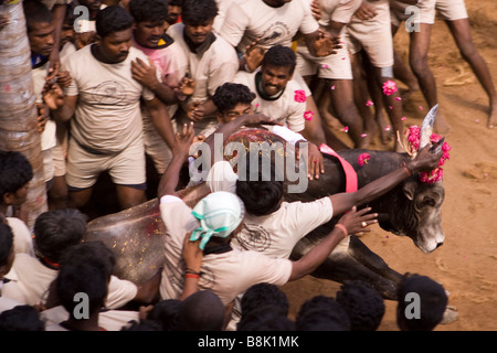 India Tamil Nadu Allanganallur Pongal annuale Jallikkattu bull lotta concorrenti di tenere su bull Foto Stock