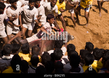 India Tamil Nadu Allanganallur Pongal annuale Jallikkattu corrida concorrenti di tenere su bull Foto Stock