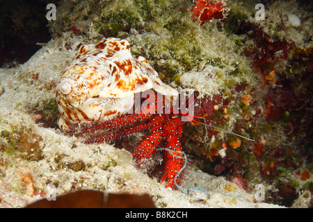 Spotted Red Hairy Granchio eremita su una barriera corallina che porta il suo guscio Foto Stock