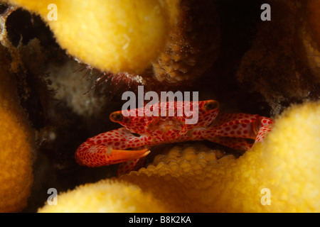 Piccolo granchio porcellana nascosto nei rami di un dito coral