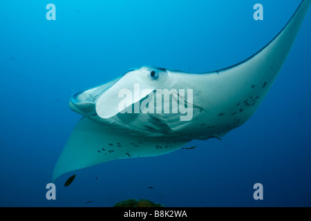 Manta ray nuoto attraverso il blue ocean water illuminata dal sole Foto Stock