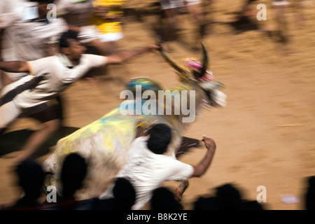 India Tamil Nadu Allanganallur Pongal annuale Jallikkattu corrida sfocata movimento rapido Foto Stock