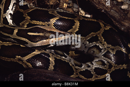 Python molurus Foto Stock