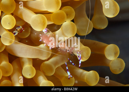 Pulitore maculato gamberetti sui tentacoli di anemone, con corpo trasparente che mostra le uova all'interno Foto Stock