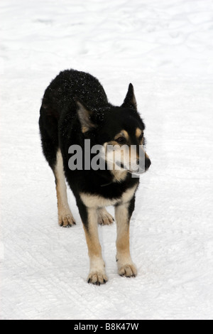 Mongrel dog restare isolata sulla neve. Foto Stock