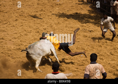 India Tamil Nadu Allanganallur Pongal annuale Jallikkattu corrida uomo di azione di tenere su bull Foto Stock