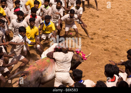 India Tamil Nadu Allanganallur Pongal annuale Jallikkattu corrida concorrente detiene sul bull Foto Stock