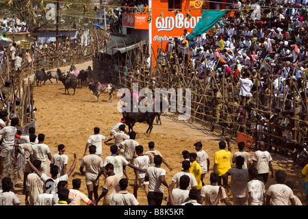 India Tamil Nadu Allanganallur Pongal annuale Jallikkattu corrida minaccia di tori di ritorno Foto Stock