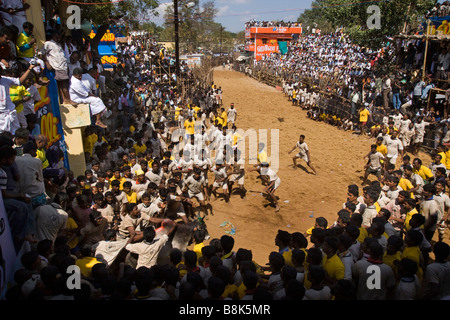 India Tamil Nadu Allanganallur Pongal annuale Jallikkattu corrida folla guardando i concorrenti Foto Stock