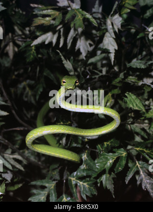 Ahaetulla nasuta Foto Stock