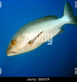 Pesce tropicale Twinspot Snapper Lutjanus bohar Maldive oceano Indiano atollo di Addu Foto Stock
