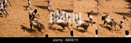 India Tamil Nadu Allanganallur Pongal annuale Jallikkattu corrida sequenza di Bull nel lanciare l'uomo Foto Stock