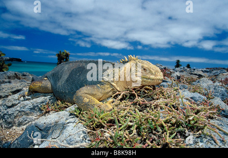Conolophus subcristatus, terra Galapagos iguana, maschio Foto Stock
