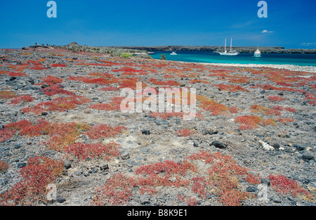 Galapagos Parco Nazionale Foto Stock