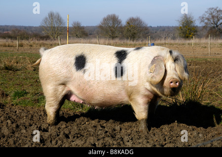 Foto di stock di Gloucester Old Spot suino nel suo campo Foto Stock