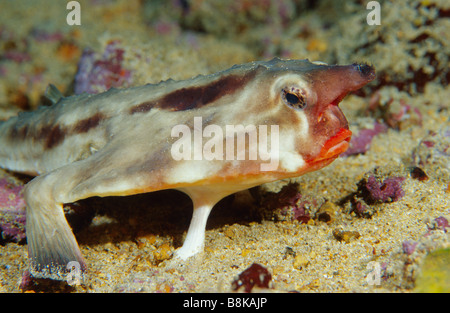 Ogcocephalus darwini rosso Batfish a labbro Foto Stock