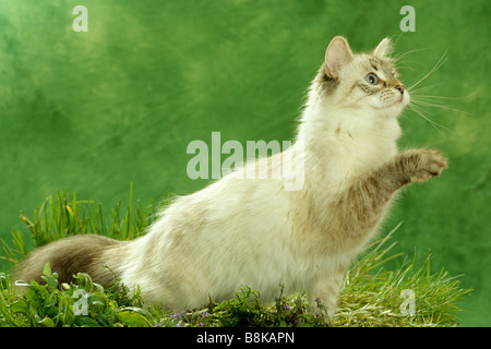 Gatto Siberiano (felis catus, Felis silvestris), Neva Masquerade, con zampa sollevata Foto Stock