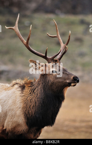 Rocky Mountain Elk a Oak Creek Area Faunistica inverno stazione di alimentazione Washington Foto Stock