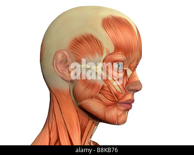 Volto femminile che mostra i muscoli isolato su bianco Foto Stock