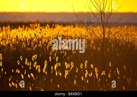 Sunrise retroilluminazione ance comune Phragmites australis e un albero con l'oceano sullo sfondo di Jones Beach State Park Foto Stock