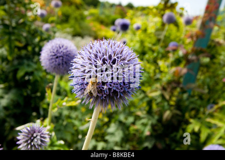 Il miele delle api, di alimentazione su un globo fiore di cardo Foto Stock