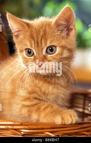 Il gatto domestico, European Shorthair (felis catus, Felis silvestris), il ritratto di un gattino Foto Stock