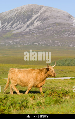 Una razza Highland mucca, parte dell'Inver mandria sull'isola di Jura. Dietro è Beinn Chaolais, 733 metri, una delle pappe del Giura. Foto Stock