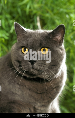 Il gatto domestico, Chartreux (felis catus, Felis silvestris), ritratto Foto Stock