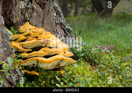 Grande Pino Polypore o colorante di Pino Polypore, Phaeolus Schweinitzii, funghi che crescono alla base di un pino silvestre, Pinus sylvestris. Foto Stock