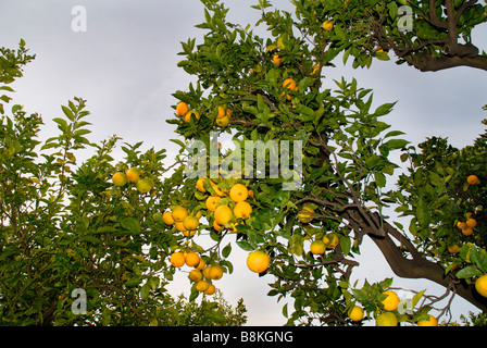 Arance nel giardino dell'Hotel Excelsior Vittorio a Sorrento, in Campania, Italia Meridionale Foto Stock