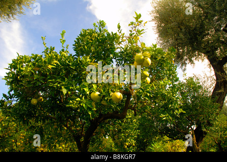 Arance nel giardino dell'Hotel Excelsior Vittorio a Sorrento, in Campania, Italia Meridionale Foto Stock