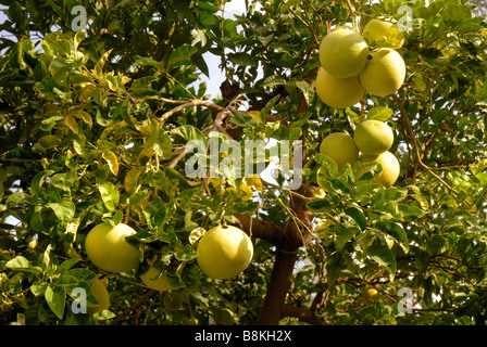 Pompelmo nel giardino dell'Hotel Excelsior Vittorio a Sorrento, in Campania, Italia Meridionale Foto Stock