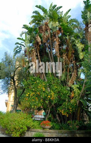 Arance nel giardino dell'Hotel Excelsior Vittorio a Sorrento, in Campania, Italia Meridionale Foto Stock