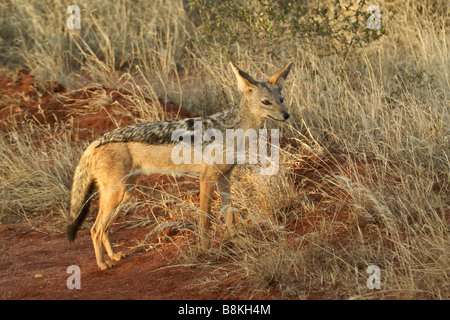 Nero-backed (argento-backed) jackal, parco nazionale orientale di Tsavo, Kenya Foto Stock