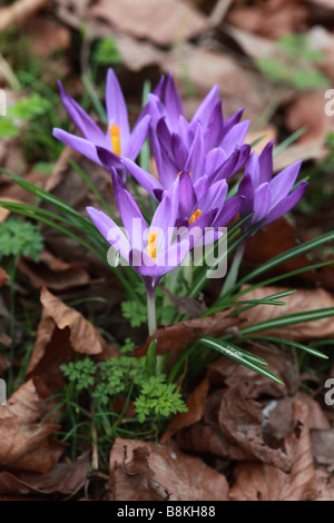 Primo piano di Mauve Crocus tommasinianus fioritura tra foglie di faggio morte cadute in un giardino inglese, Regno Unito Foto Stock