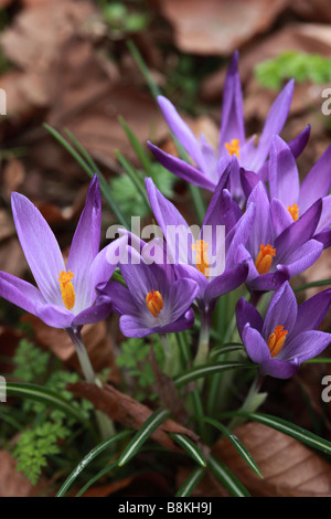 Primo piano di Crocus tommasinianus viola fioritura tra foglie di faggio morte cadute in un giardino primaverile inglese, Regno Unito Foto Stock