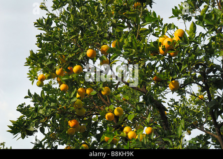 Arance nel giardino dell'Hotel Excelsior Vittorio a Sorrento, in Campania, Italia Meridionale Foto Stock