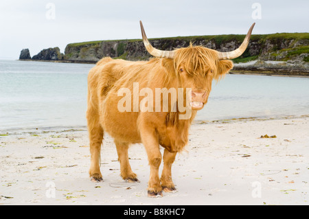 Una razza Highland mucca al bay e la spiaggia di sabbia bianca a Traigh nam Feannag, vicino Inver sull'isola di Jura, Scozia. Foto Stock