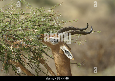 Maschio di alimentazione gerenuk sulla spinosa acacia bush, Samburu, Kenya Foto Stock