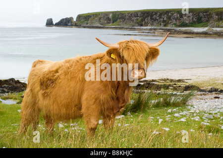 Una razza Highland mucca al bay e la spiaggia di sabbia bianca a Traigh nam Feannag, vicino Inver sull'isola di Jura, Scozia. Foto Stock