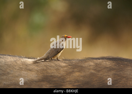 Rosso-fatturati oxpecker sul retro dei bufali, Samburu, Kenya Foto Stock