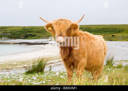 Una razza Highland mucca al bay e la spiaggia di sabbia bianca a Traigh nam Feannag, vicino Inver sull'isola di Jura, Scozia. Foto Stock