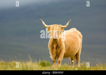 Una razza Highland mucca, parte dell'Inver mandria o piegatura, sull'isola di Jura, Scozia. Foto Stock