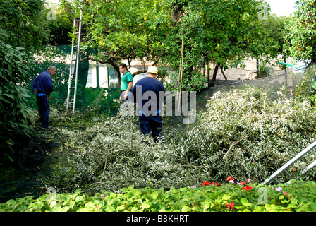 Nel giardino dell'Hotel Excelsior Vittorio a Sorrento, in Campania, Italia meridionale la raccolta delle olive Foto Stock