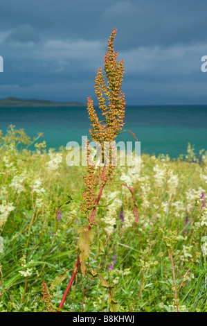 Dock arricciata, Rumex crispus, crescendo in un prato di olmaria, Filipendula ulmaria, sulla costa del Giura accanto a piccole isole Bay Foto Stock