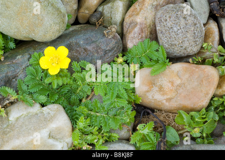 Silverweed, Potentilla anserina, tra pietre e ciottoli su una spiaggia di ciottoli sull'isola di Jura, Scozia. Foto Stock